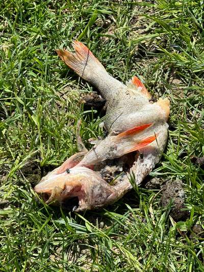 Giftköder-Toter Fisch-Bild