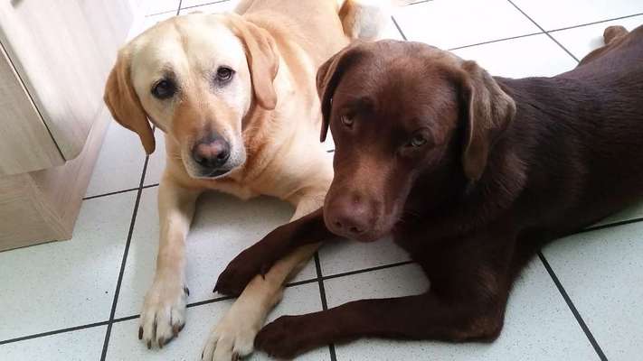 Der Lieblingsplüschi eures Vierbeiners-Beitrag-Bild