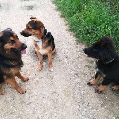 Hundetreffen-Spaziergang mit neuen Freunden-Bild