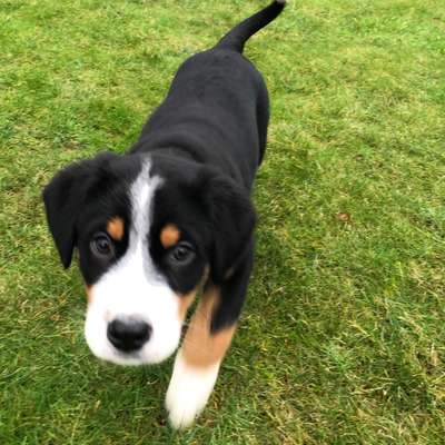 Hundetreffen-Welpentreff Heinsberg-Profilbild