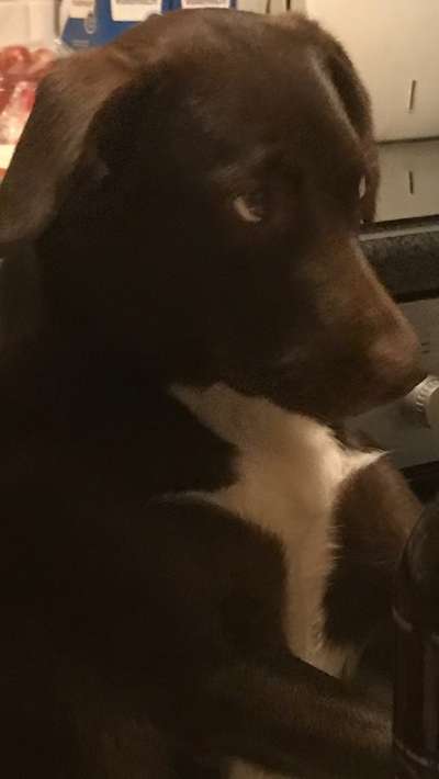 Dogorama Photo Challenge - Hundeblick zum hinschmelzen-Beitrag-Bild