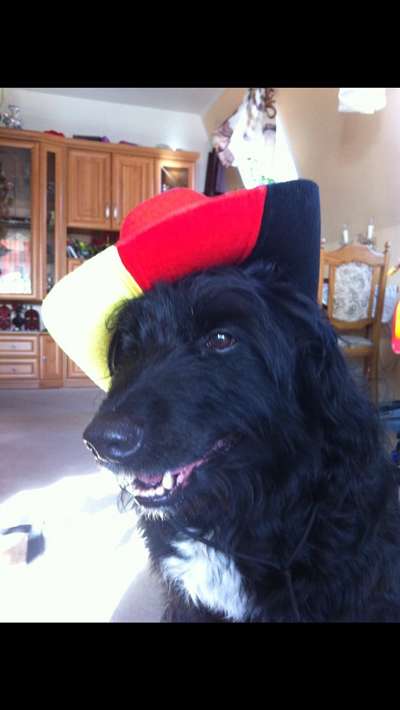 Dogorama Photo Challenge - Hundeblick zum hinschmelzen-Beitrag-Bild