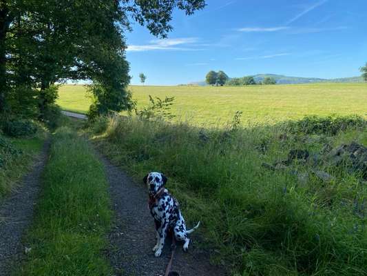 Hundetreffen-Spaziergang oder gemeinsames Training-Bild