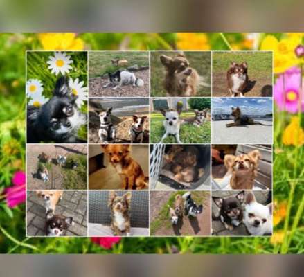 Hundetreffen-Kleinhunde Saarland-Bild