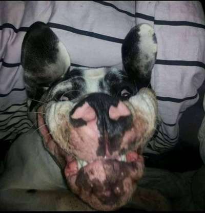 Dogorama Photo Challenge - Einmal lächeln bitte-Beitrag-Bild