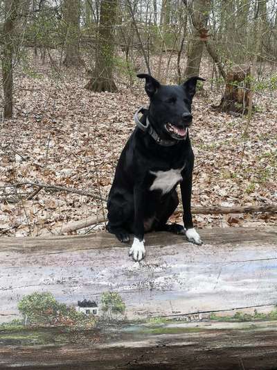 Labradorfans-Beitrag-Bild