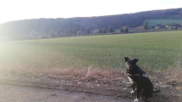 Labradorfans-Beitrag-Bild