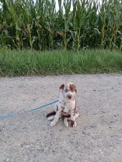 aktuelles Foto Gruppe Aussiedor