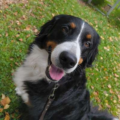 Hundetreffen-Regelmäßiges Treffen (1xwöch.) im Raum Aerzen