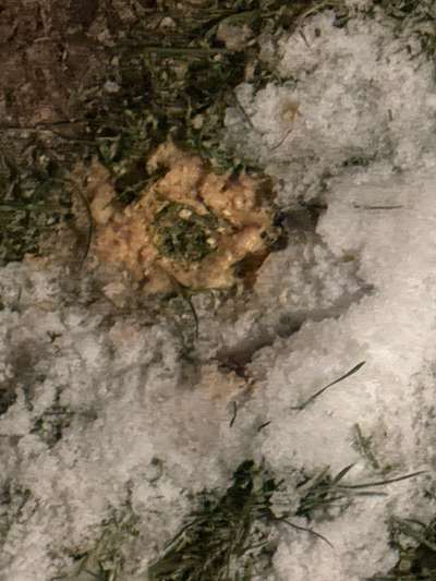 Giftköder-Paste-Bild