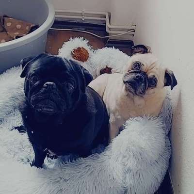 Hundetreffen-Gassi  Freunde gesucht-Bild