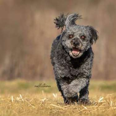 Hundetreffen-Spielkameraden gesucht-Bild