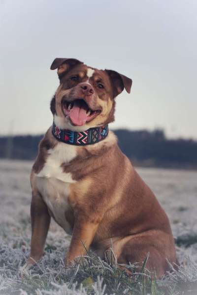 Wo sind die Aussies??-Beitrag-Bild