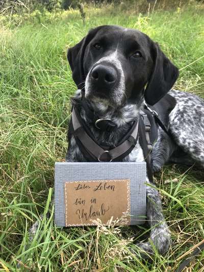 Die Dogorama Kalender Challenge Titelbild-Beitrag-Bild