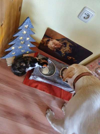 Hund und Katz Momente-Beitrag-Bild