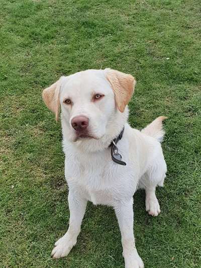 Wo sind meine Labrador Freunde-Beitrag-Bild