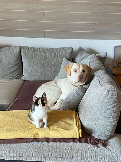 Hund und Katz Momente-Beitrag-Bild