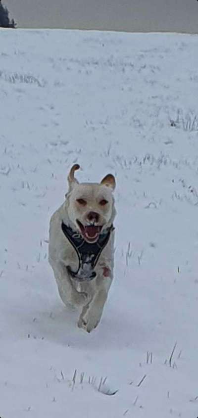 Fotochallenge 66 ~ Rennaction -Zeig deinen Hund im Lauf-Beitrag-Bild