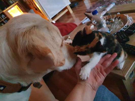 Hund und Katz Momente-Beitrag-Bild