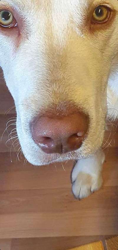 Zeigt her eure Hundenasen-Beitrag-Bild