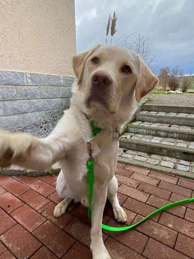 Foto's und Hundemodels-Beitrag-Bild