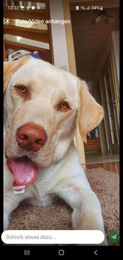 Zeigt her eure Hundenasen-Beitrag-Bild