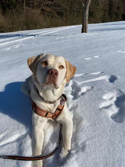 Die Dogorama Kalender Challenge Teil 2/4-Beitrag-Bild