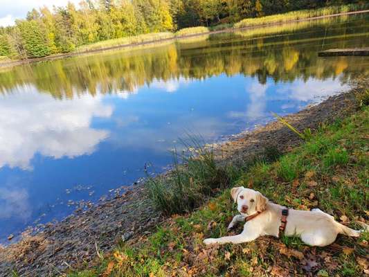 Dogorama-Monats-Challenge-Mai "Wasser"-Beitrag-Bild