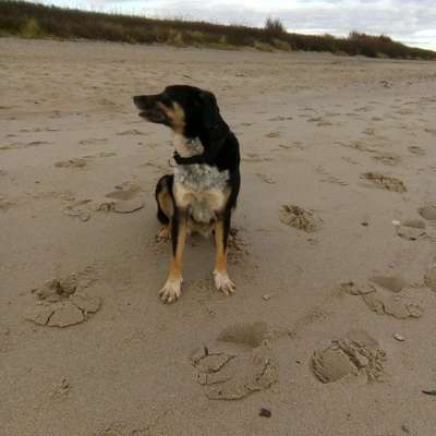 Hundetreffen-Miteinander spazieren gehen und spielen