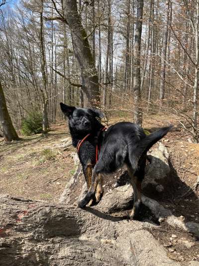 Auslandstierschutz-Beitrag-Bild