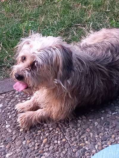 Unsere Fellnasen-Vielfalt im Überblick!-Beitrag-Bild