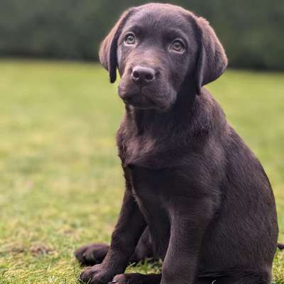 Hundetreffen-Welpentreffen-Bild