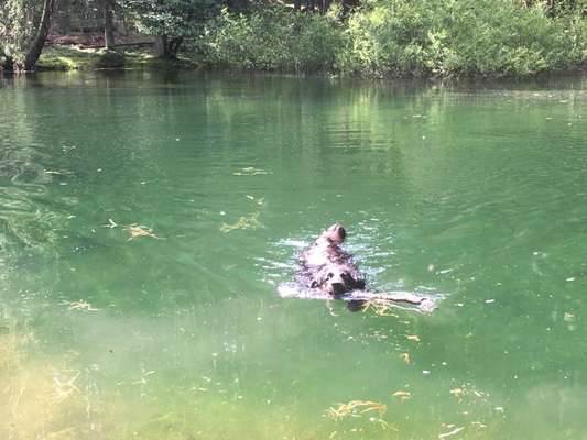 Hundeschwimmen-Beitrag-Bild