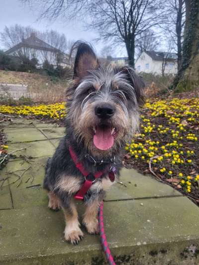 Hundetreffen-Spiele  Freunde-Bild