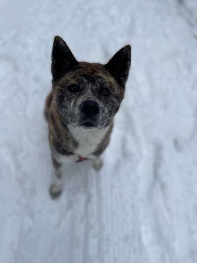 Dogorama Photo Challenge - Hundeblick zum hinschmelzen-Beitrag-Bild