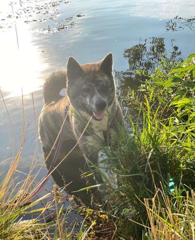 Dogorama-Monats-Challenge-Mai "Wasser"-Beitrag-Bild