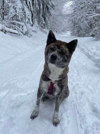 Akita Inu/American Akita (Mix) halter.-Beitrag-Bild