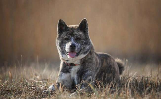 Akita Inu/American Akita (Mix) halter.-Beitrag-Bild