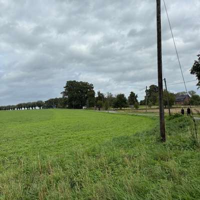Hundetreffen-Geimeinsame Gassirunde-Bild