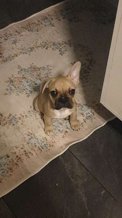 Welpen Bilder !-Beitrag-Bild