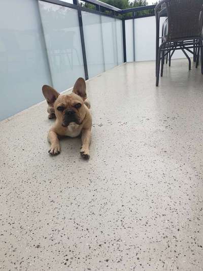 Französische Bulldoggen-Beitrag-Bild