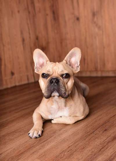 Französische Bulldoggen-Beitrag-Bild