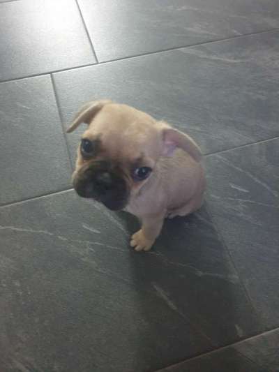 Welpen Bilder !-Beitrag-Bild