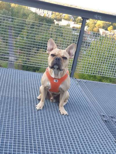 Französische Bulldoggen-Beitrag-Bild