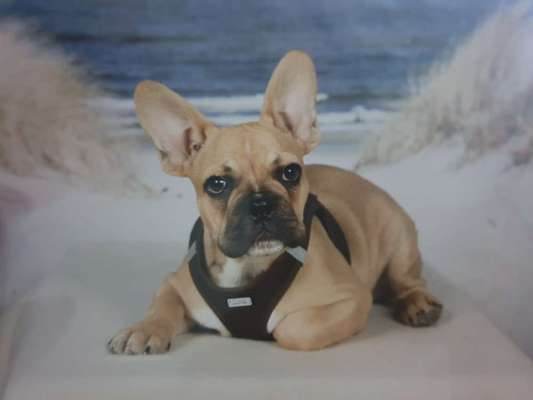 Zeigt her eure Frenchi-Beitrag-Bild