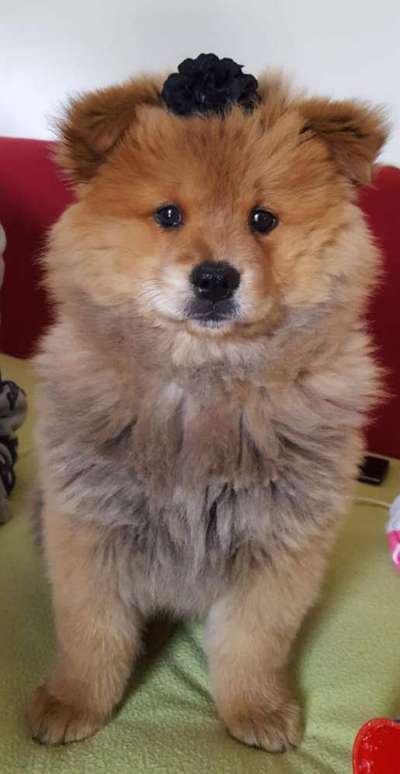 Welpen Bilder !-Beitrag-Bild