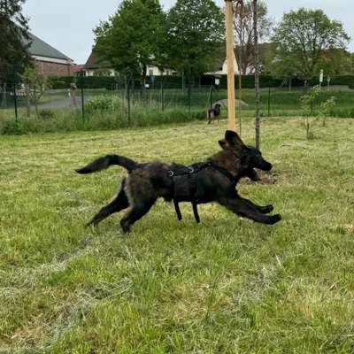 Hundetreffen-Spieltreffen im eingezäunten Garten an der Saale (Diebach)-Bild