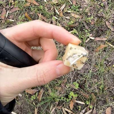 Giftköder-Käsestück(e) mit Nadel-Bild