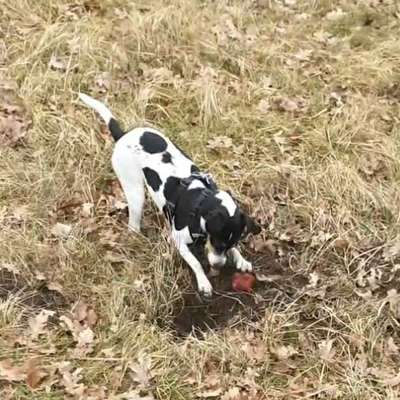 Dansky (Dansk-Svensk Gårdshund)-Beitrag-Bild