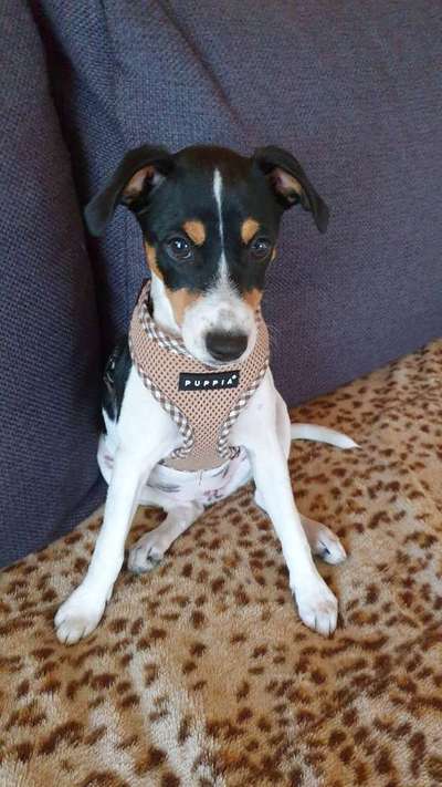 Dansky (Dansk-Svensk Gårdshund)-Beitrag-Bild